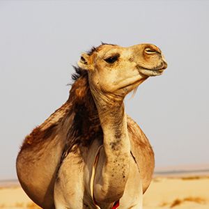 primo piano di un cammello nel deserto