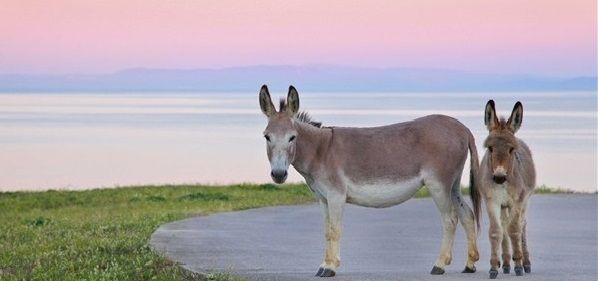 NationalPark Asinara in Sardinien