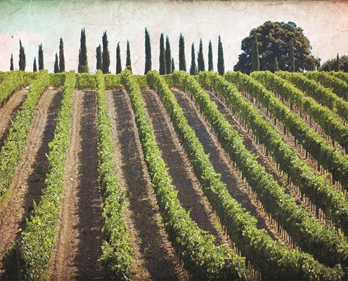 vigneti della campagna toscana