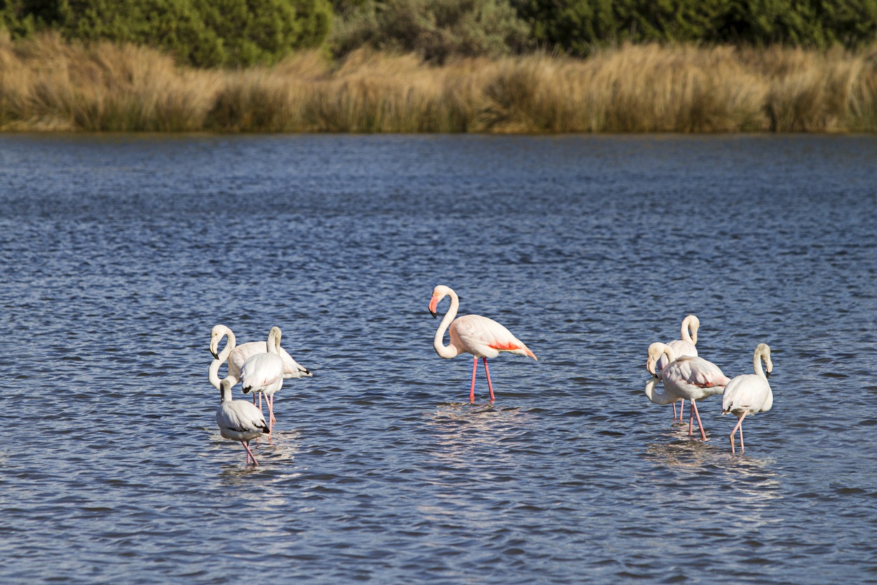 fenicotteri rosa sulla spiaggia di budoni