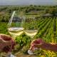 due calici di vino che brindano in un vigneto