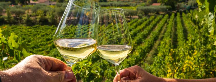 due calici di vino che brindano in un vigneto