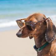 Destinazioni_pet-friendly_anche_dopo_l’estate__viaggia_con_i_tuoi_amici_animali_e_Grimaldi_Lines Destinazioni_pet-friendly_anche_dopo_l’estate__viaggia_con_i_tuoi_amici_animali_e_Grimaldi_Lines