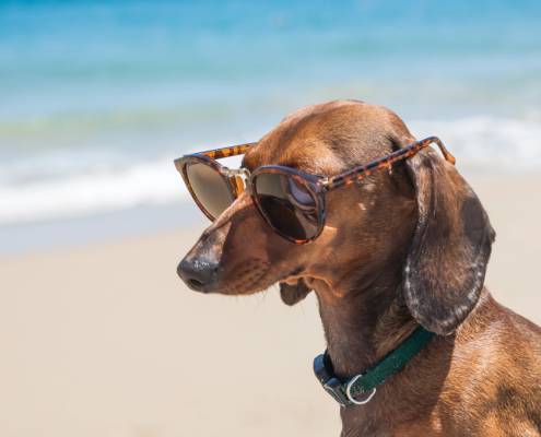 Destinazioni_pet-friendly_anche_dopo_l’estate__viaggia_con_i_tuoi_amici_animali_e_Grimaldi_Lines