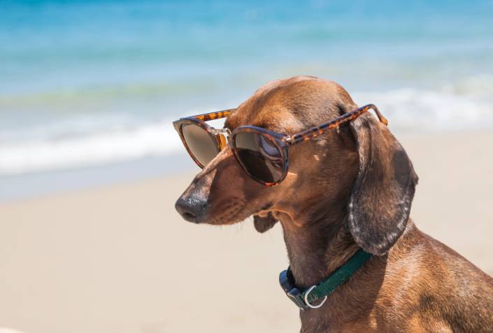 Destinazioni_pet-friendly_anche_dopo_l’estate__viaggia_con_i_tuoi_amici_animali_e_Grimaldi_Lines Destinazioni_pet-friendly_anche_dopo_l’estate__viaggia_con_i_tuoi_amici_animali_e_Grimaldi_Lines